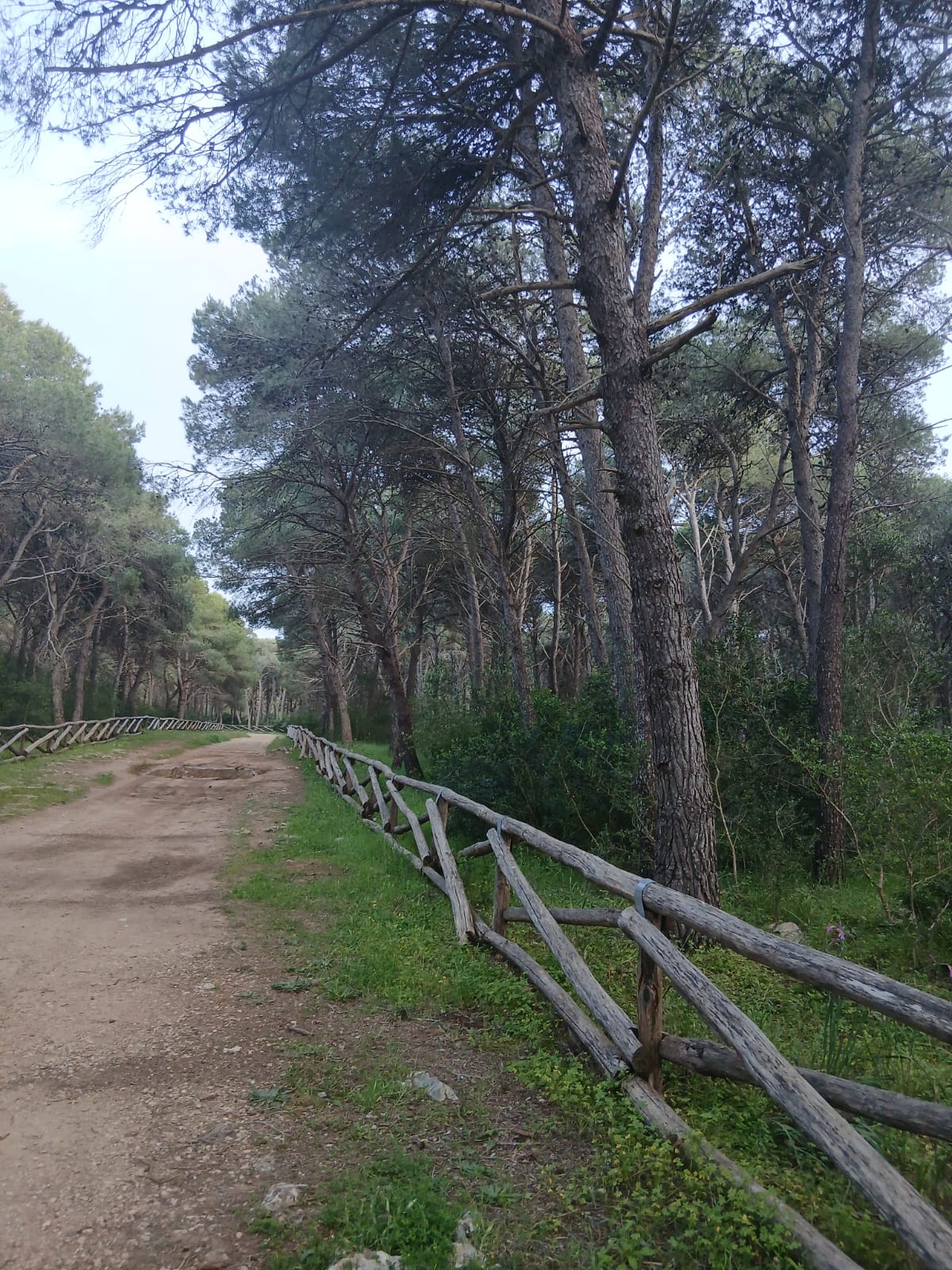 Sentiero immerso nella pineta di Porto Selvaggio